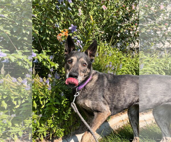 Medium Photo #4 German Shepherd Dog-Unknown Mix Puppy For Sale in Sandy, UT, USA