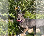 Small #3 German Shepherd Dog Mix