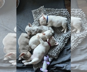 French Bulldog Puppy for Sale in DENISON, Texas USA