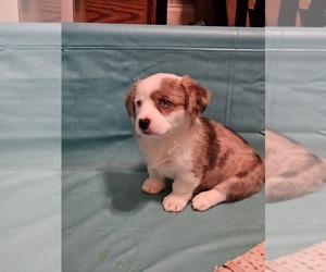 American Corgi Puppy for sale in TURBEVILLE, SC, USA