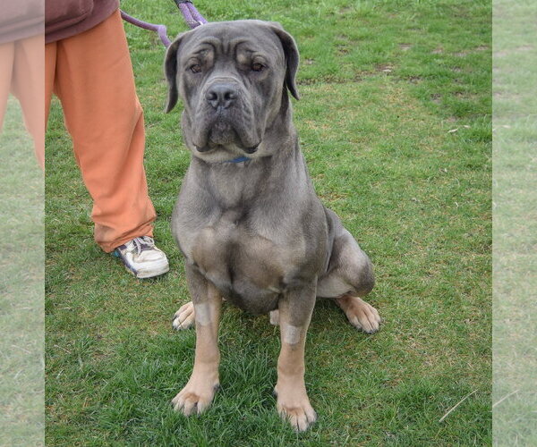 Medium Photo #4 Mutt Puppy For Sale in Huntley, IL, USA