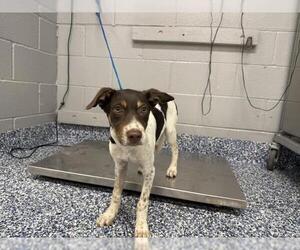 Mutt Dogs for adoption in Riverside, CA, USA