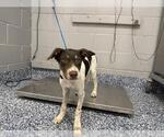 LUCUS - Male Mutt Dog for Adoption - Small photo