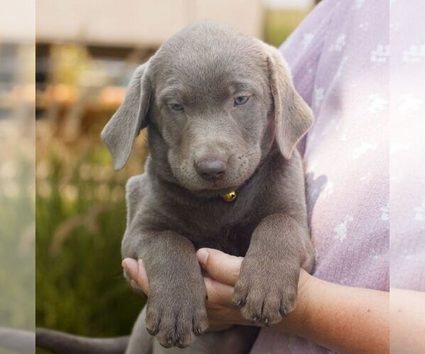 Medium Photo #3 Labrador Retriever Puppy For Sale in MORGANTOWN, PA, USA