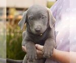 Small #2 Labrador Retriever