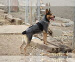 Small #1 Australian Cattle Dog