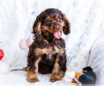 Small #6 Cocker Spaniel