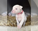 Small Photo #3 American Bulldog Puppy For Sale in PLUMAS LAKE, CA, USA