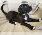 Puppy Amy Daniff