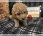 Small #21 Goldendoodle