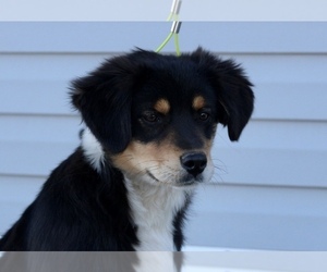 Miniature Australian Shepherd Puppy for Sale in CHATTANOOGA, Oklahoma USA