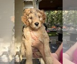 Puppy Sapphire Goldendoodle