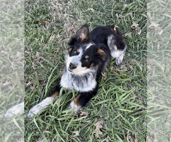 Medium Photo #3 Australian Shepherd Puppy For Sale in Dallas, TX, USA
