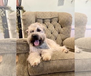 Father of the Soft Coated Wheaten Terrier puppies born on 05/01/2025