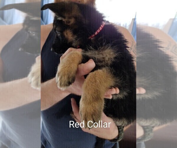Medium Photo #4 German Shepherd Dog Puppy For Sale in CRESWELL, OR, USA