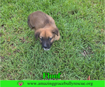 Small #3 Black Mouth Cur-Chow Chow Mix