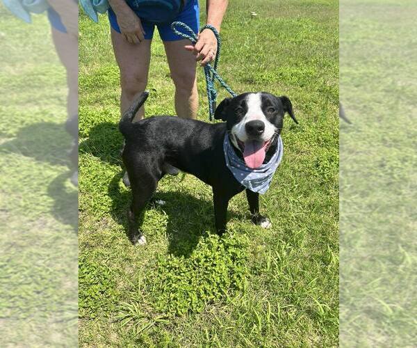 Medium Photo #1 Mutt Puppy For Sale in Abbeville, LA, USA
