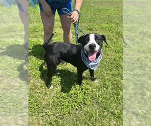 Mutt Dogs for adoption in Abbeville, LA, USA
