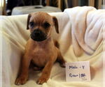 Small #2 Chiweenie