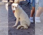 Small Photo #1 German Shepherd Dog Puppy For Sale in Phoenix, AZ, USA