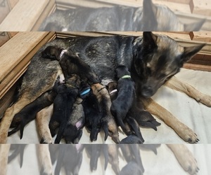 German Shepherd Dog-Malinois Mix Litter for sale in SHELTON, WA, USA