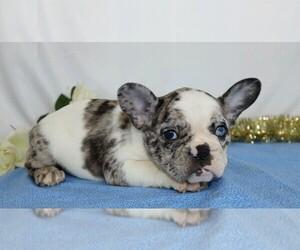 French Bulldog Puppy for sale in FREDERICKSBG, OH, USA