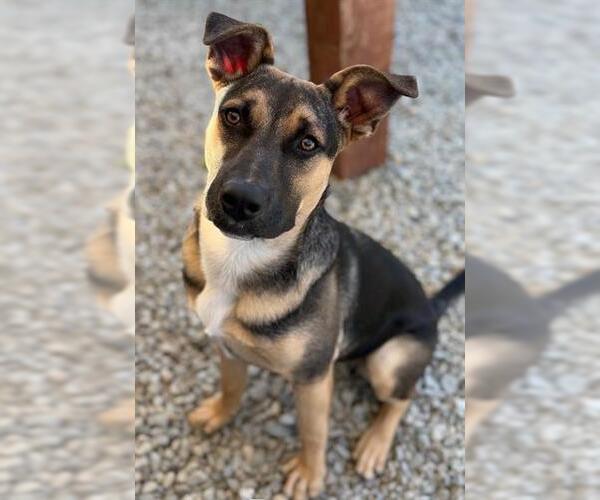 Medium Photo #2 German Shepherd Dog-Unknown Mix Puppy For Sale in Santa Cruz, CA, USA