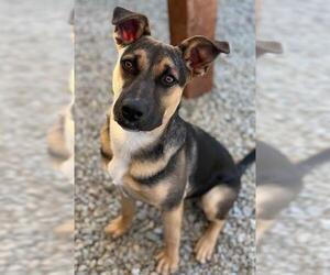 BRUNO* - Male German Shepherd Dog-Unknown Mix Dog for Adoption - Photo #2