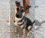 Small Photo #2 German Shepherd Dog-Unknown Mix Puppy For Sale in Santa Cruz, CA, USA