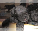 Small Photo #1 Great Dane Puppy For Sale in KALAMA, WA, USA