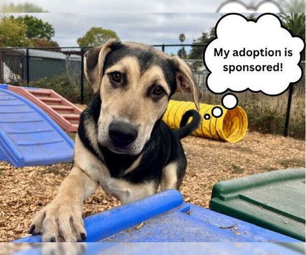 Medium Photo #3 German Shepherd Dog-Unknown Mix Puppy For Sale in Santa Cruz, CA, USA