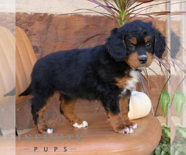 Medium Photo #2 Bernedoodle (Miniature) Puppy For Sale in NARVON, PA, USA