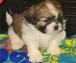 Small Photo #6 Shih Tzu Puppy For Sale in RALEIGH, NC, USA