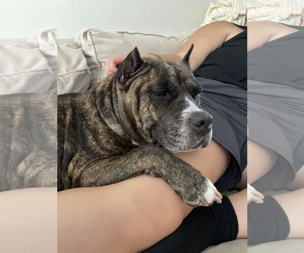 Medium Photo #52 Mutt Puppy For Sale in Philadelphia, PA, USA