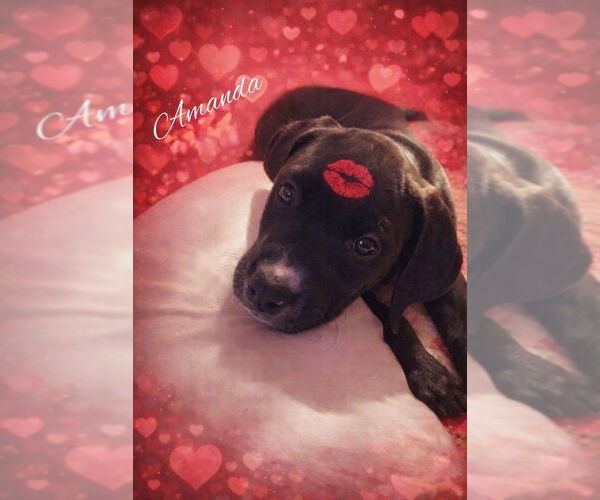 Medium Photo #11 Golden Retriever-Unknown Mix Puppy For Sale in Wenonah, NJ, USA