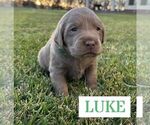 Puppy Luke Labrador Retriever