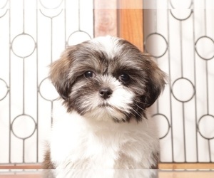 Medium Shih Tzu