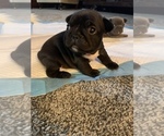 Small Photo #44 French Bulldog Puppy For Sale in LAS VEGAS, NV, USA