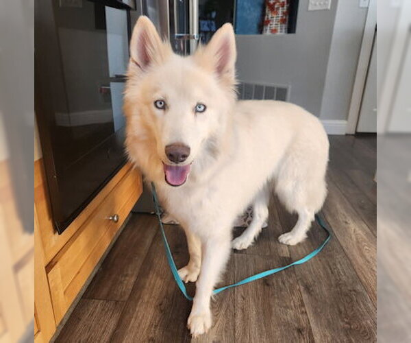 Medium Photo #1 Siberian Husky-Unknown Mix Puppy For Sale in Omaha, NE, USA