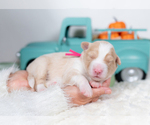 Small #2 Border Collie