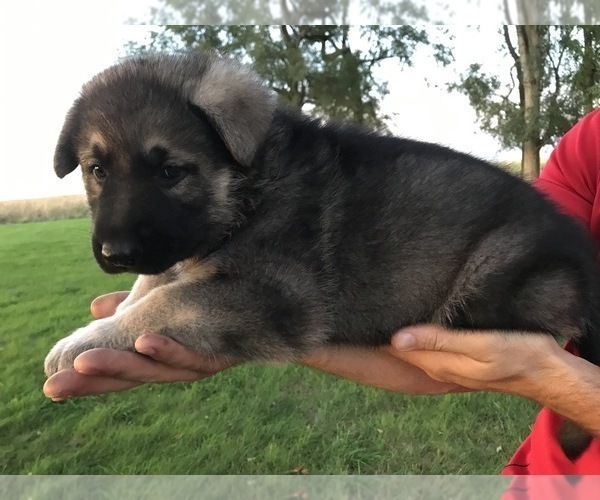 Medium Photo #43 German Shepherd Dog Puppy For Sale in APLINGTON, IA, USA