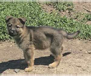 German Shepherd Dog Puppy for sale in RIGA, MI, USA