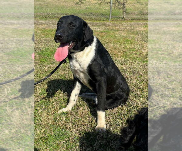 Medium Photo #3 Mutt Puppy For Sale in Abbeville, LA, USA