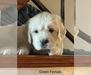 English Cream Golden Retriever Puppy for sale in ARLINGTON, TN, USA