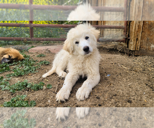 Anatolian Shepherd-Great Pyrenees Mix Puppy for sale in LONGMONT, CO, USA