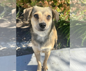 Jello - Female Beagle-Unknown Mix Dog for Adoption - Photo #2