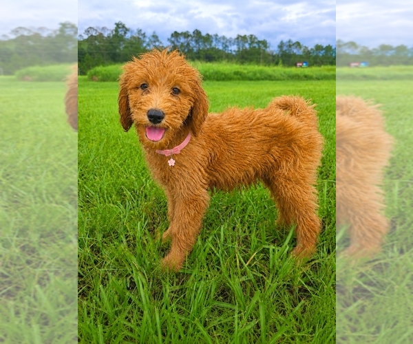 Medium Photo #1 Goldendoodle Puppy For Sale in JOHNS CREEK, GA, USA