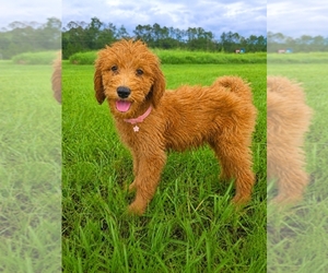Goldendoodle Puppy for sale in JOHNS CREEK, GA, USA