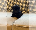 Small Photo #6 Shih Tzu Puppy For Sale in ELDERWOOD, CA, USA