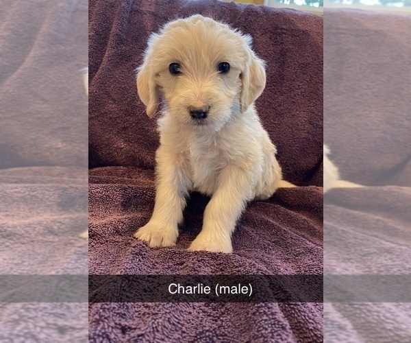 Medium Photo #1 Labradoodle Puppy For Sale in BLACK FOREST, CO, USA